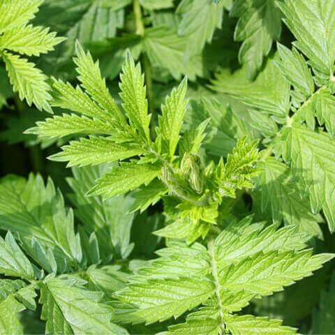 AGRIMONIA EUPATORIA - Agrimonia