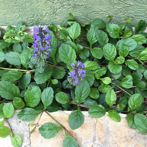 AJUGA REPTANS - Bugle rampante