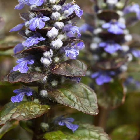 AJUGA REPTANS - Consuelda media