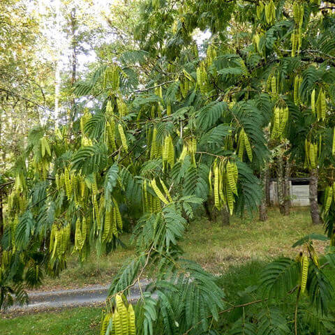 ALBIZIA JULIBRISSIN - Acacia de Constantinopla