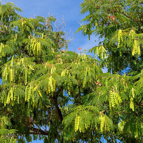 ALBIZIA JULIBRISSIN - Acacia de Constantinopla