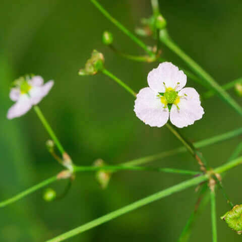 ALISMA PLANTAGO - AQUATICA - Llantn de agua