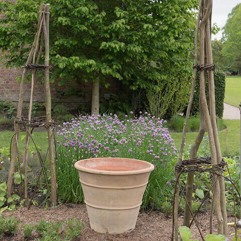 ALLIUM SCHOENOPRASUM - Cebollino