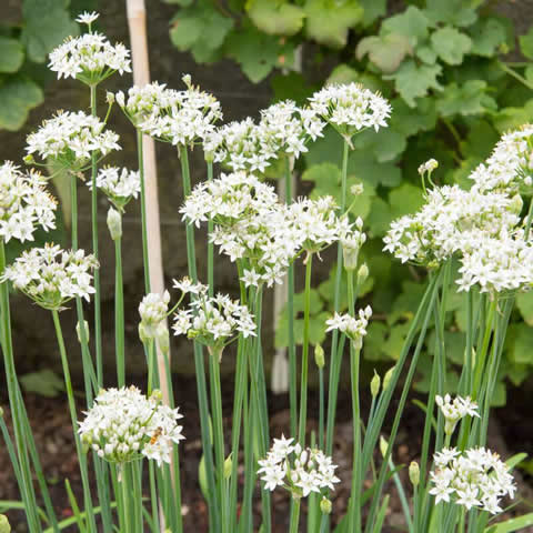 ALLIUM TUBEROSUM - Cebollino chino