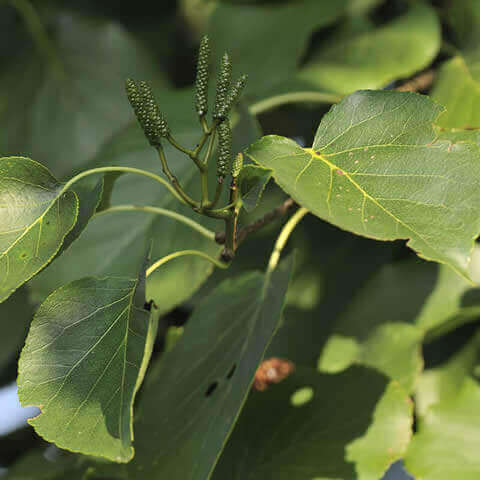 ALNUS CORDATA - Aliso de Italia