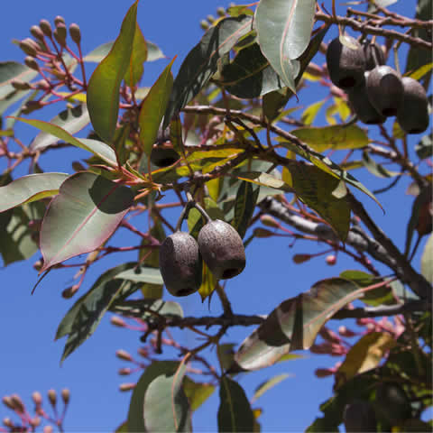 EUCALYPTUS FICIFOLIA