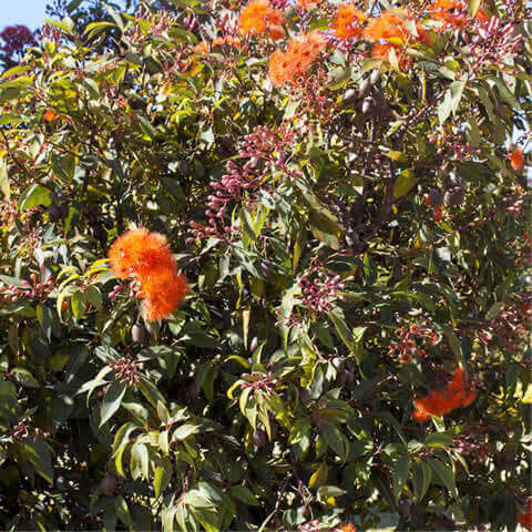 EUCALYPTUS FICIFOLIA