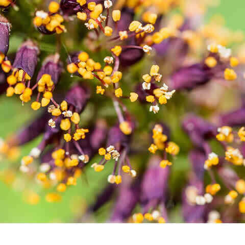 AMORPHA FRUTICOSA - ndigo bastardo