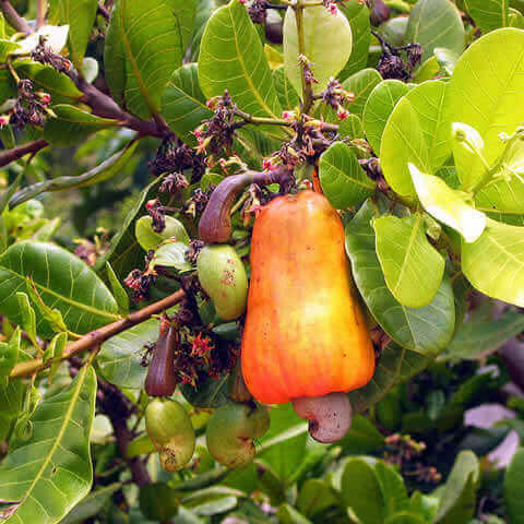 ANACARDIUM OCCIDENTALE