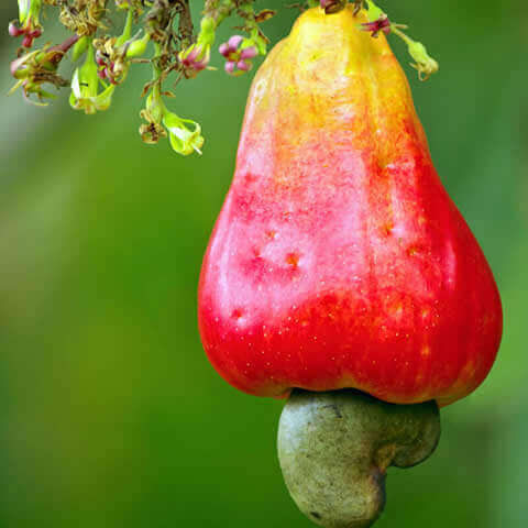 ANACARDIUM OCCIDENTALE