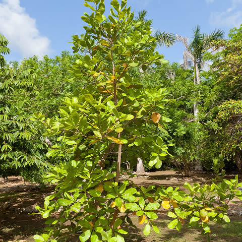 ANACARDIUM OCCIDENTALE