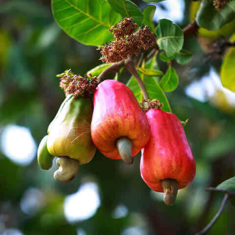 ANACARDIUM OCCIDENTALE