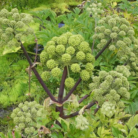 ANGELICA ARCHANGELICA - Anglica
