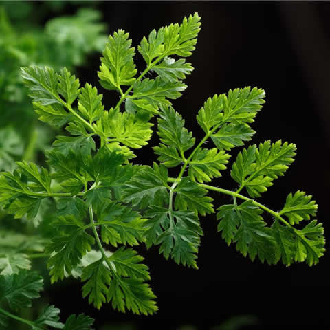 ANTHRISCUS CEREFOLIUM - Perifolio