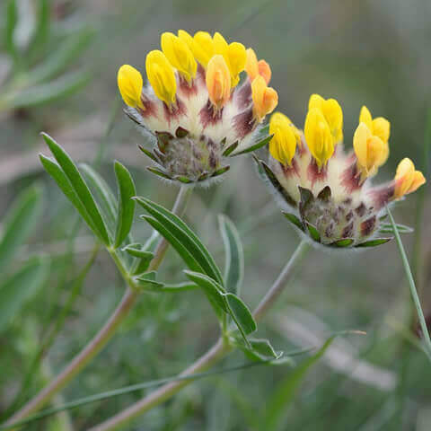 ANTHYLLIS VULNERARIA - Vulneraria