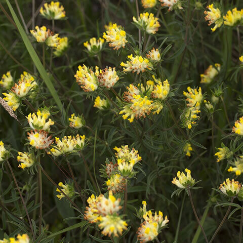 ANTHYLLIS VULNERARIA - Vulneraria