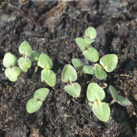 ANTIRRHINUM MAJUS PUMILUM - Boca de dragn