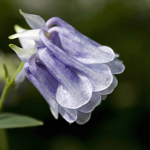 AQUILEGIA VULGARIS - Aguilea