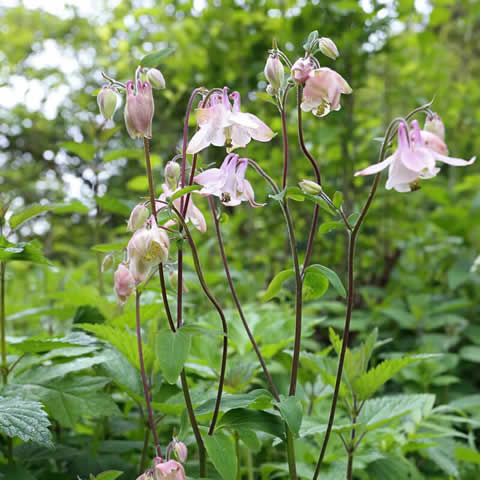 AQUILEGIA VULGARIS - Aguilea