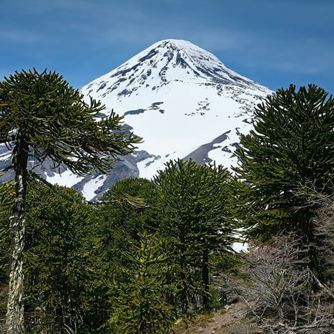 Paisaje de Araucaria araucana