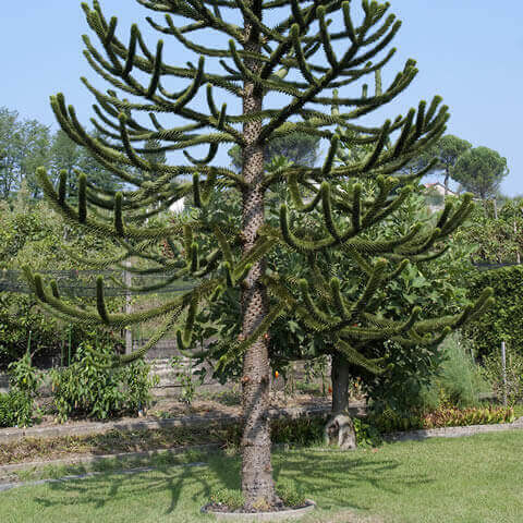 ARAUCARIA ARAUCANA - Monkey Puzzle Tree