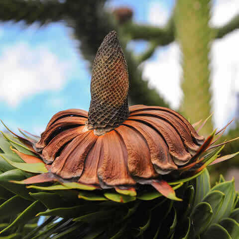 ARAUCARIA ARAUCANA