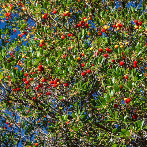 ARBUTUS UNEDO - Madroo