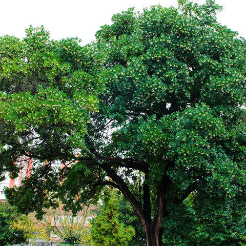 ARBUTUS UNEDO - Madroo