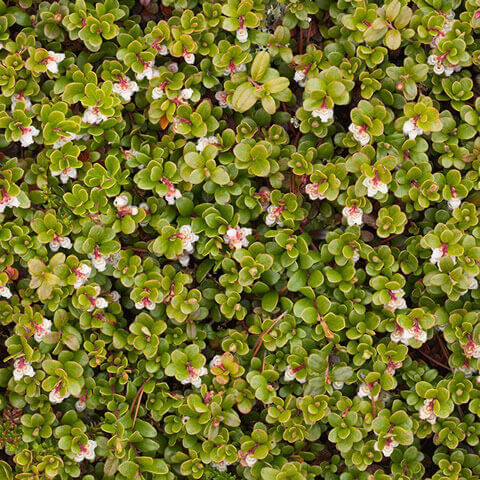 ARCTOSTAPHYLLOS UVA-URSI - Gayuba