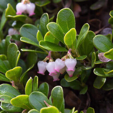 ARCTOSTAPHYLLOS UVA-URSI - Gayuba