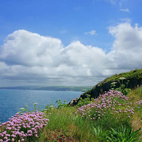 ARMERIA LAUCHEANA maritima splendens - Sea thrift, Marsh Daisy