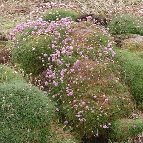 ARMERIA MARITIMA  - Clavelina de mar