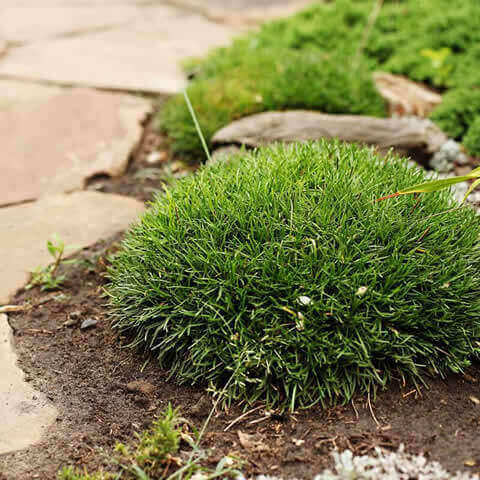 ARMERIA MARITIMA  - Clavelina de mar