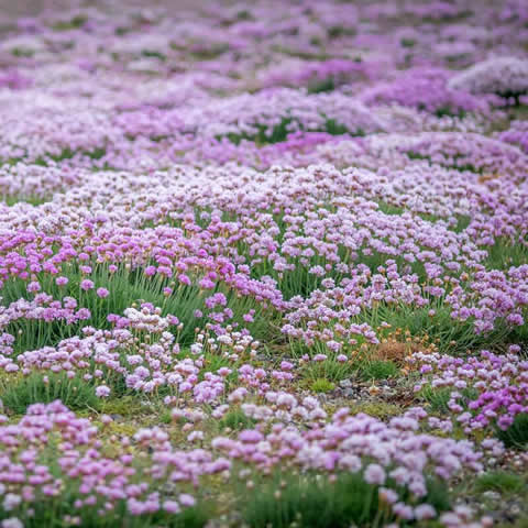 ARMERIA MARITIMA  - Clavelina de mar