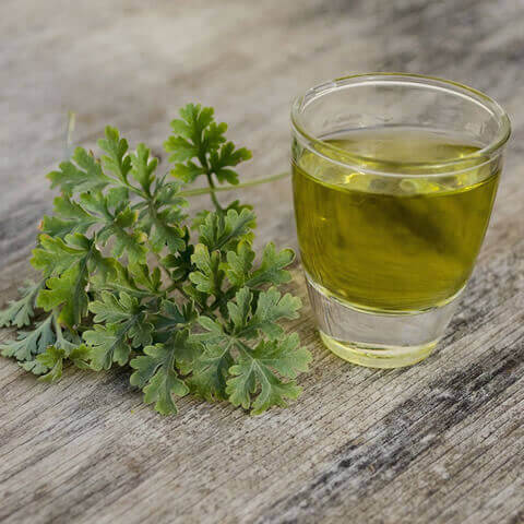 ARTEMISIA ABSINTHIUM - Ajenjo