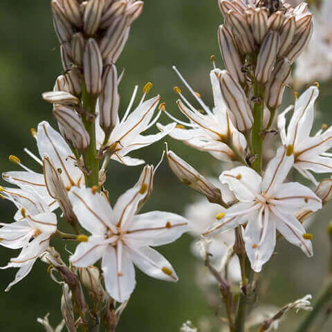 ASPHODELUS ALBUS - Asfdelo