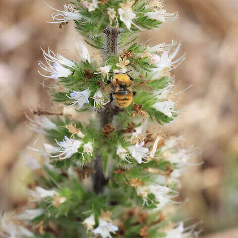 ASPHODELUS ALBUS - Asfdelo