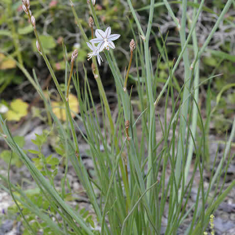 ASPHODELUS FISTULOSUS