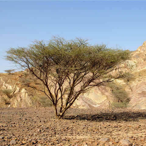 ACACIA TORTILIS