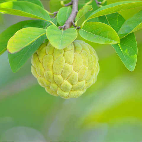 ANNONA SQUAMOSA