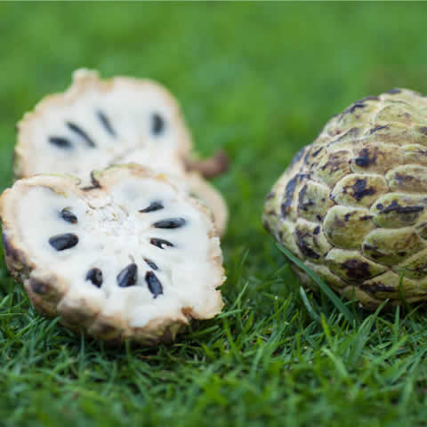 ANNONA SQUAMOSA - Sugar Apple