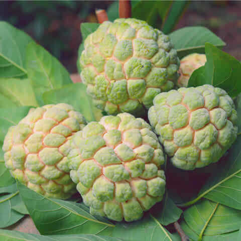 ANNONA SQUAMOSA - Sugar Apple