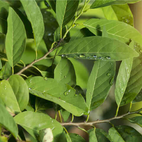 ANNONA SQUAMOSA