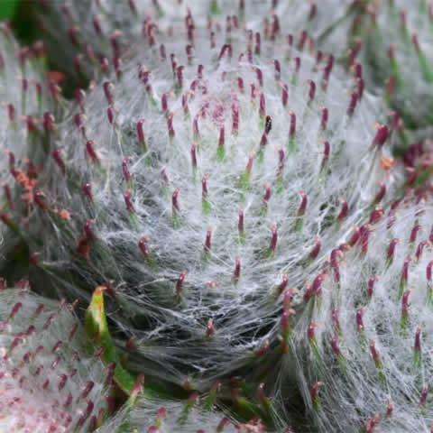 ARCTIUM LAPPA