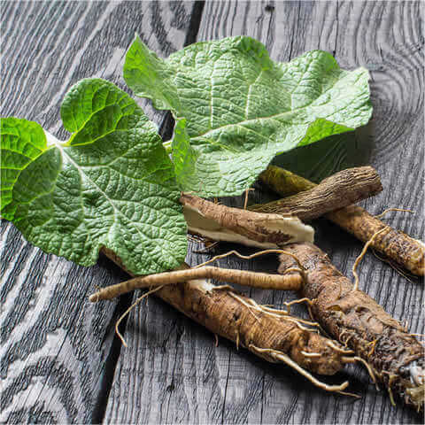 ARCTIUM LAPPA