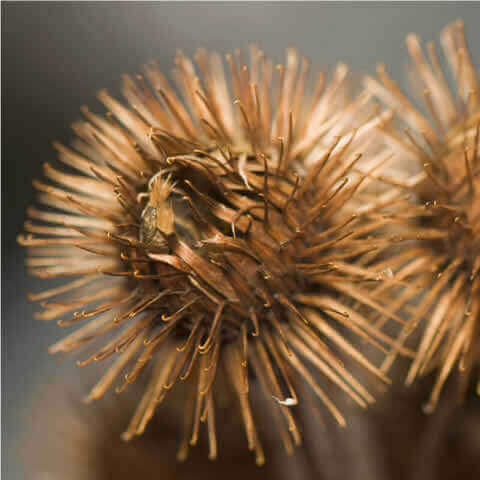 ARCTIUM LAPPA