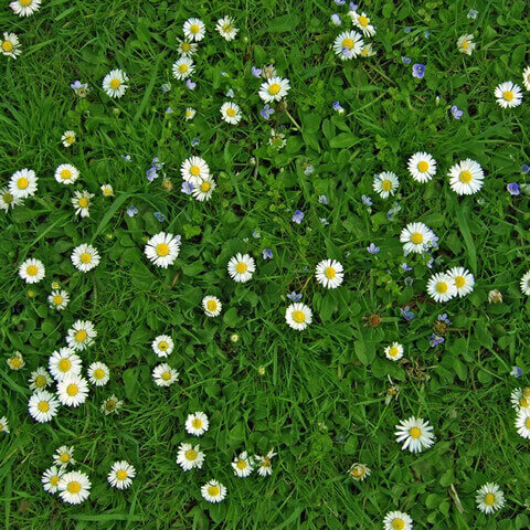 BELLIS PERENNIS - Margarita de los prados