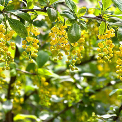 BERBERIS VULGARIS SUBSP. VULGARIS - Agracejo