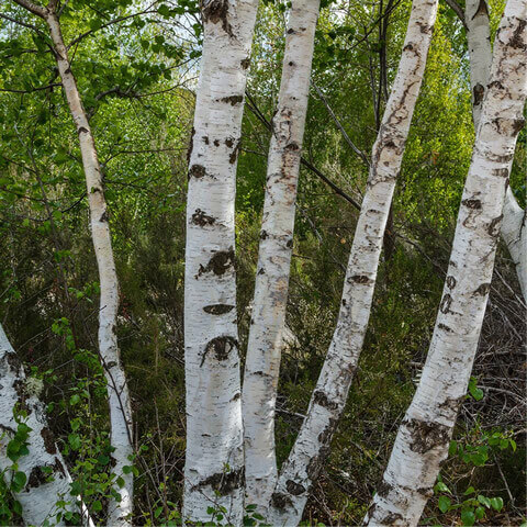 BETULA CELTIBERICA - Abedul