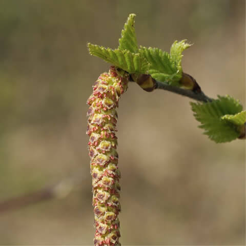 BETULA CELTIBERICA - Abedul